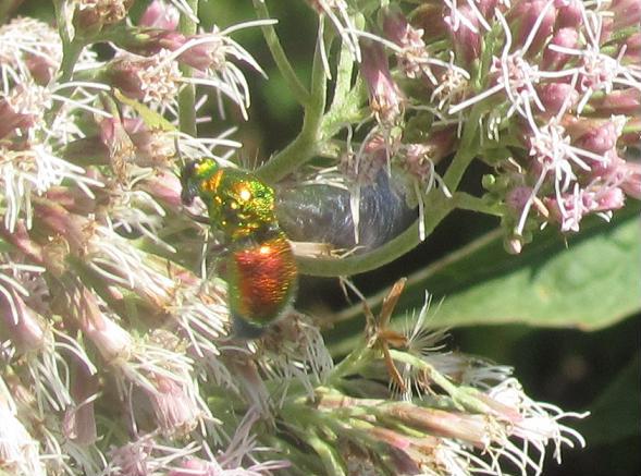 Stilbum cyanurum, Chrysididae